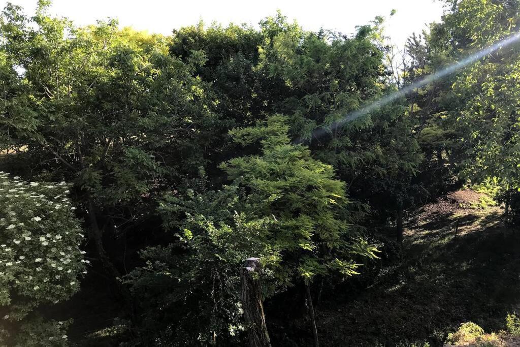 'New' Sunkissed Villa On The Old Hill 巴拉顿诺尔马迪 外观 照片